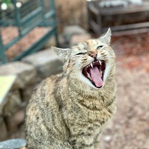 Meet your Posher, Trish